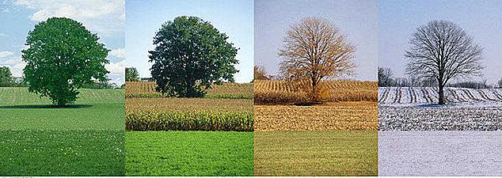 育碧三款《纪元》历史版游戏上线Steam 不支持中文